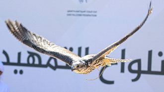 Zayed Bin Hamad Named Chairman Of Falcons Cup