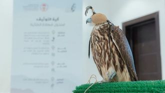 جولات تصحيح حالة الصقور التي ينظمها نادي الصقور السعودي