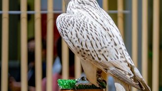 Falconry Season Extended In Abu Dhabi