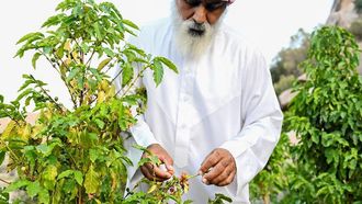 Saudi Arabia Marks International Coffee Day