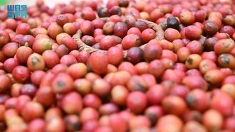 نساء جازان يستعرضن مهاراتهن في صناعة القهوة السعودية