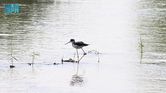 Madinah Promotes Ecotourism Through Bird Diversity