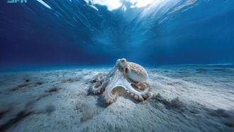 الاحتفال بالتنوع البحري في يوم الأخطبوط العالمي