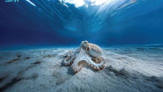 Saudi Arabia~~s Red Sea: A Marine Biodiversity Hub