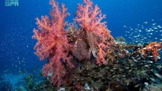 إمكانية تعافي الشعاب المرجانية في البحر الأحمر