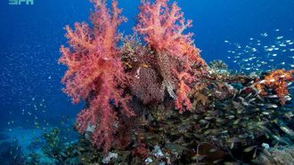 Red Sea~~s Coral Reefs And Sustainability Efforts