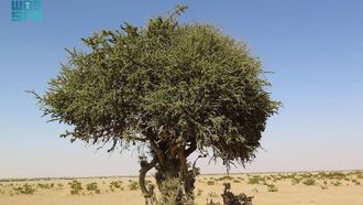 اكتشاف شجرة الصرح النادرة في محمية سعودية