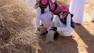 انطلاق مبادرة جمع البذور في الجوف