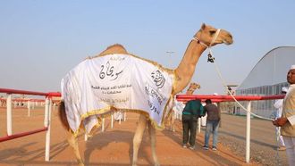 إعلان أسماء الفائزين في مسابقة سويحان للإبل
