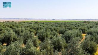 تبوك تبدأ موسم حصاد الزيتون