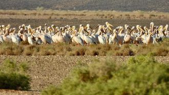 300 طائر بجع أبيض شوهدوا في محمية الملك سلمان
