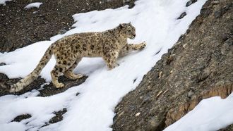 روسيا تعيد إحياء نمور آمور ونمور الثلوج