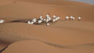 EAD Workshop On Arabian Oryx Conservation