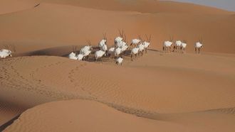 ورشة عمل حول الحفاظ على المها العربي في أبوظبي