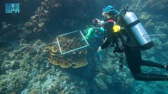 Biodiversity Findings From Red Sea Study