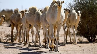 Camel Migration Practices In Arabian Peninsula
