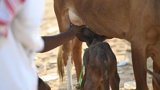 Cattle Rearing: A Tradition In Jazan