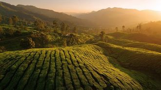 DMCC Projects Tea Market Growth To USD 300 Billion