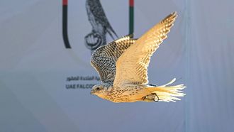 Emirates Falcon Racing Cup Begins In Kuwait