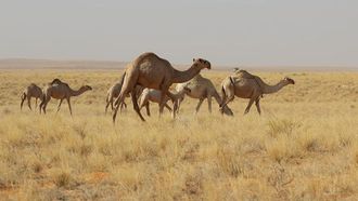 مراعي لينا: تجربة طبيعية في السافانا