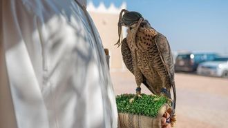 جولة تصحيح ملكية الصقور التي ينظمها نادي الصقور السعودي