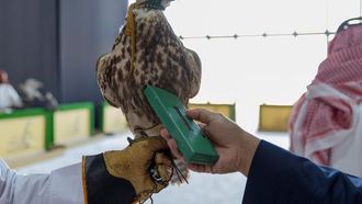 توثيق ملكية الصقر في كأس نادي الصقر