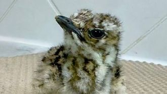 فقس أول فرخ طائر حبارى آسيوي