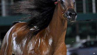 جدة تتألق في بطولة الجواد العربي