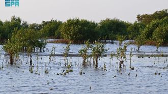Rabigh Mangrove Forests Enhance Biodiversity