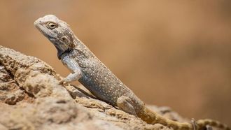 الزواحف تدعم التوازن البيئي في الحدود الشمالية