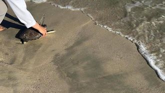 إطلاق سلحفاتين بحريتين في محمية الجبيل