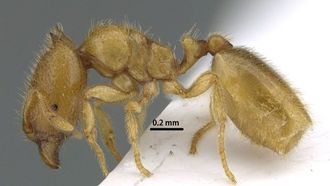 اكتشاف نوع نادر من النمل في الشارقة