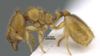 Sharjah Discovers Rare Ant Species In Wadi Shees