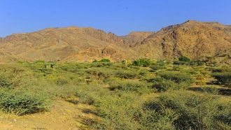 حصاد عسل السدر في منطقة نجران