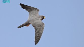Sooty Falcon Population Grows In AlUla