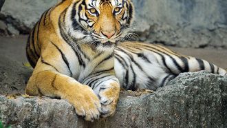 Tiger Trafficking Crisis Worsens Globally