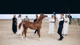 إعلان نتائج بطولة الإمارات العربية المتحدة لجمال الخيل العربية الأصيلة