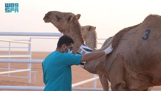 مراقبة الأمراض الحيوانية في المملكة العربية السعودية من قبل هيئة الوقاية
