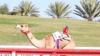 افتتاح مهرجان الذيد 2025 للإبل