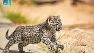 AlUla Highlights Biodiversity On Gulf Wildlife Day