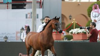 انطلاق فعاليات معرض جمال الخيل العربية الأصيلة في الرياض