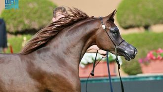 معرض جمال الخيول العربية يشهد منافسة شرسة