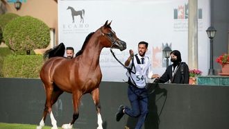 منافسات شديدة في معرض الخيول العربية