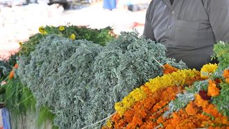 Aromatic Herbs Define Jazan Heritage