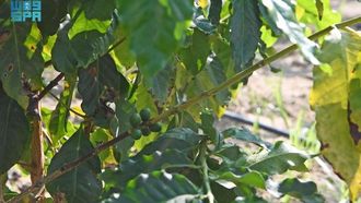 قهوة عسير تدفع النمو الاقتصادي المحلي