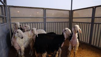 Best Breeds Winners At UAE Livestock Festival
