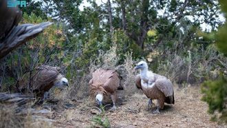 إطلاق طيور جارحة في حديقة السودة