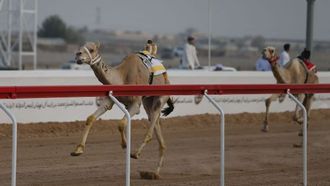 يبدأ مهرجان سباق الهجن في 24 ديسمبر