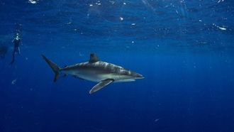 رخصة غوص مع أسماك القرش في محمية رأس حطبة