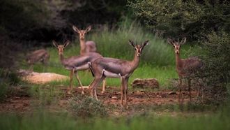 جزر فرسان تصبح أول محمية بحرية
